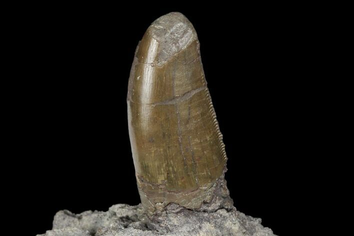 Serrated, Allosaurus Tooth On Sandstone - Colorado #177370